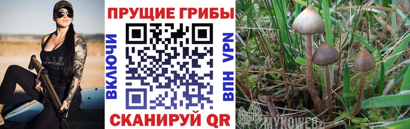 Галлюциногенные грибы Cubensis  Чита 